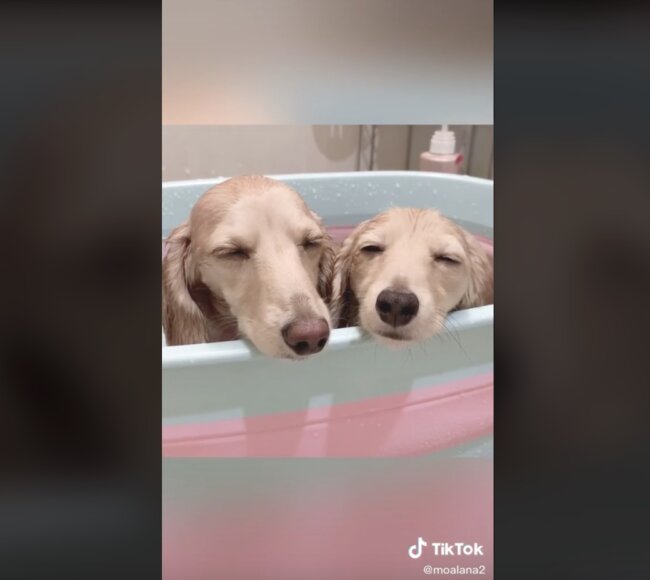 ダックスフンド,動画