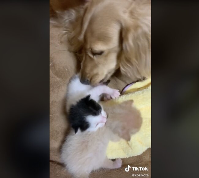 ダックスフンド,動画