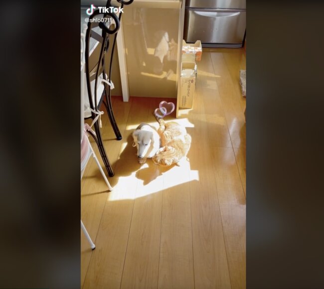 ダックスフンド,動画