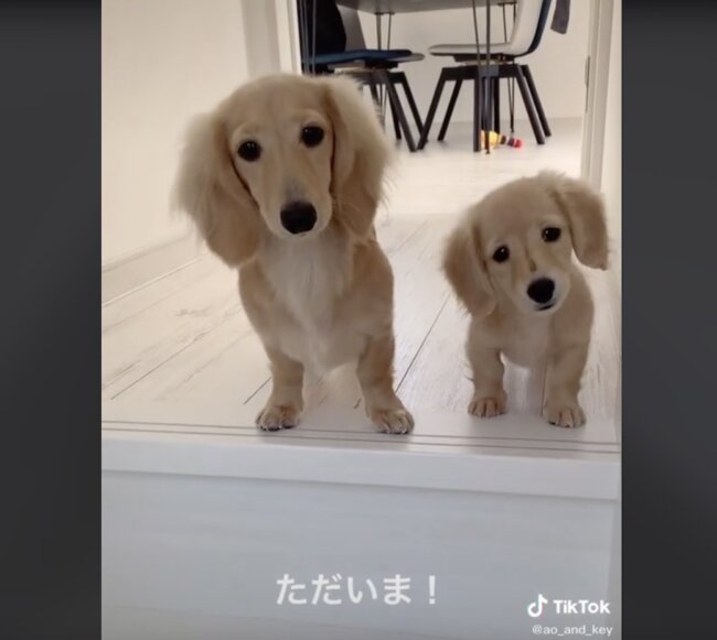 ダックスフンド,動画