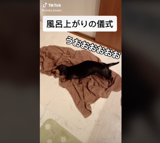 ダックスフンド,動画