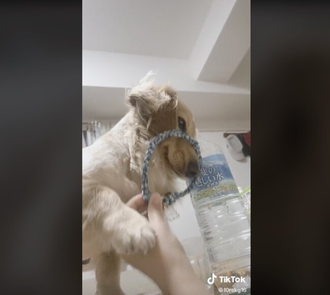 ダックスフンド,動画