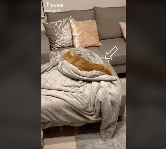 ダックスフンド,動画