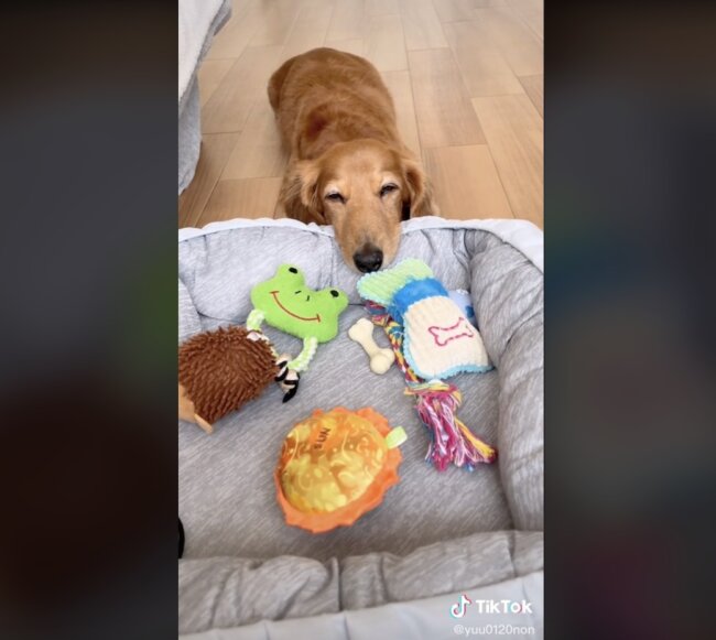 ダックスフンド,動画