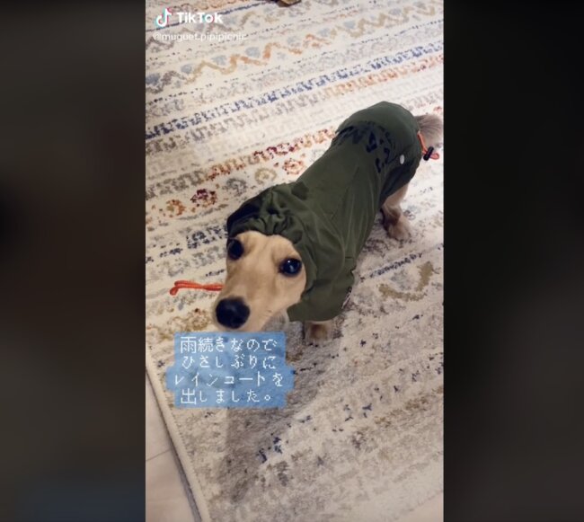 ダックスフンド,動画