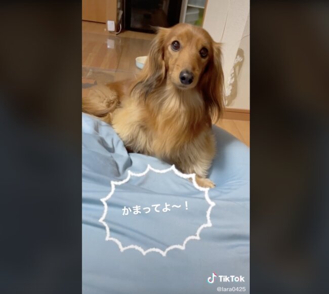 ダックスフンド,動画