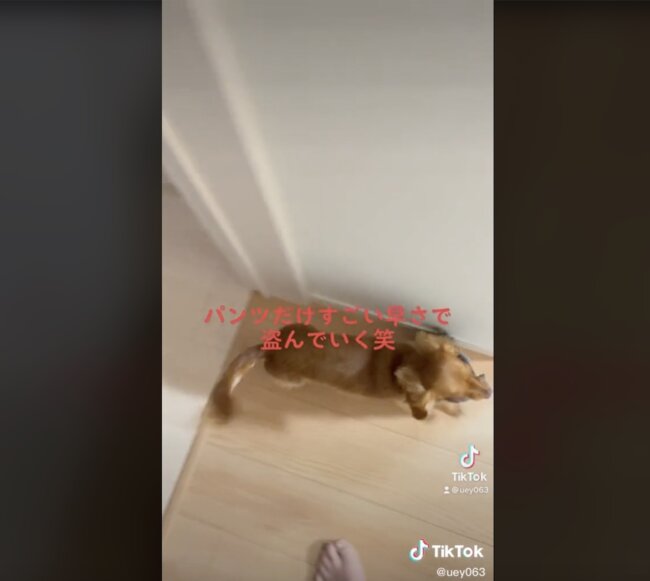 ダックスフンド,動画