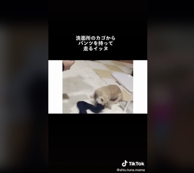 ダックスフンド,動画