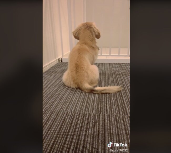 ダックスフンド,動画