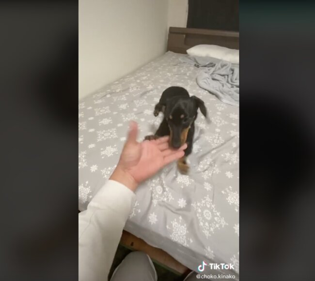 ダックスフンド,動画