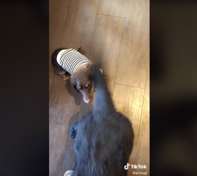 ダックスフンド,動画