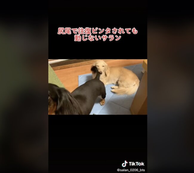 ダックスフンド,動画