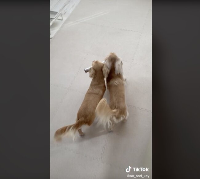 ダックスフンド,動画