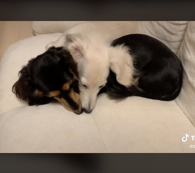 ダックスフンド,動画