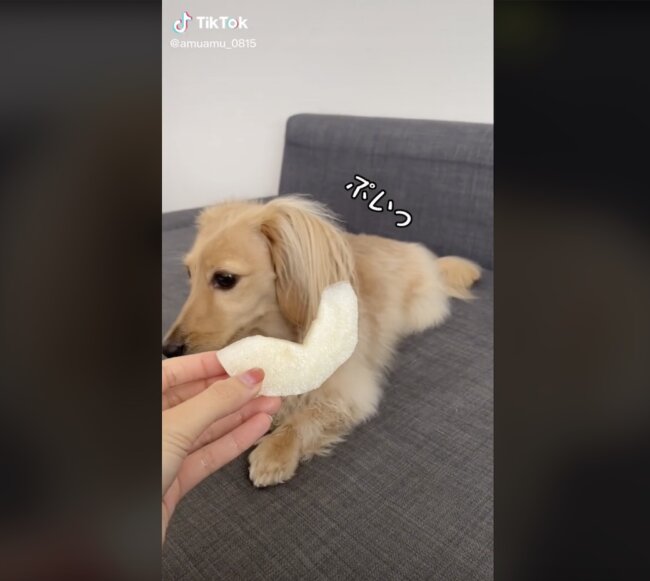 ダックスフンド,動画