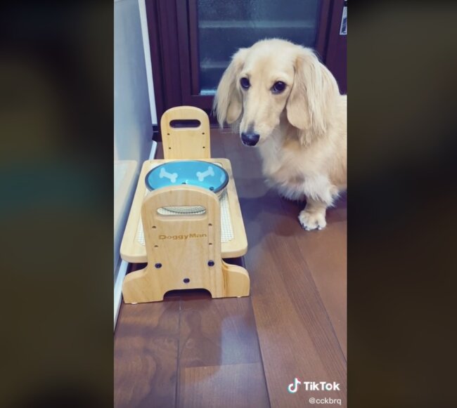 ダックスフンド,動画