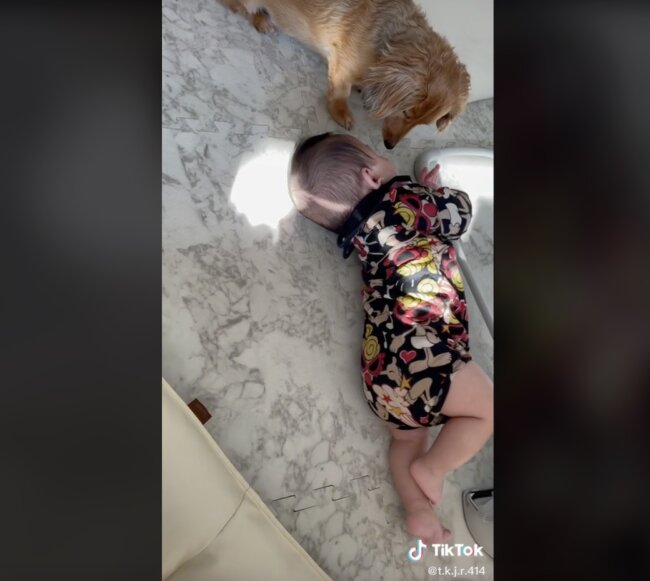 ダックスフンド,動画