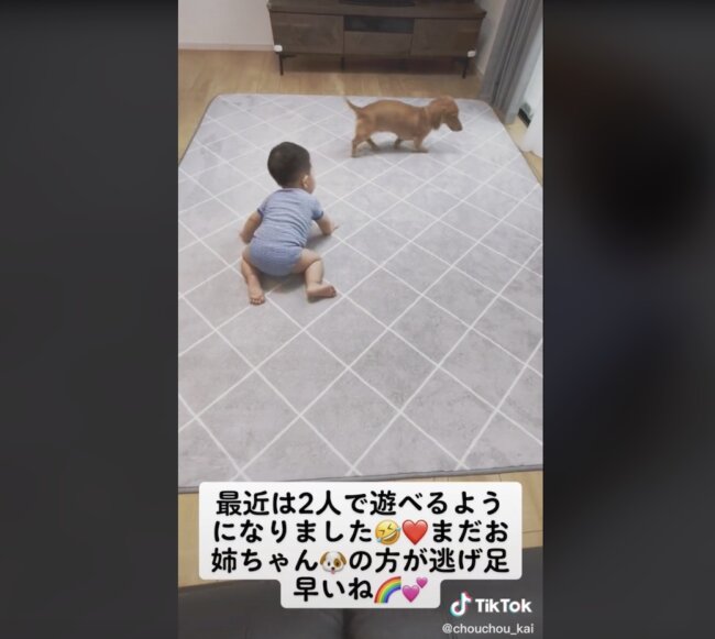 ダックスフンド,動画