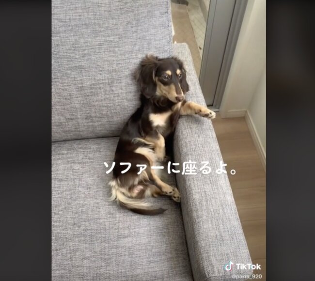 ダックスフンド,動画