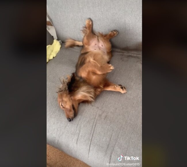 ダックスフンド,動画