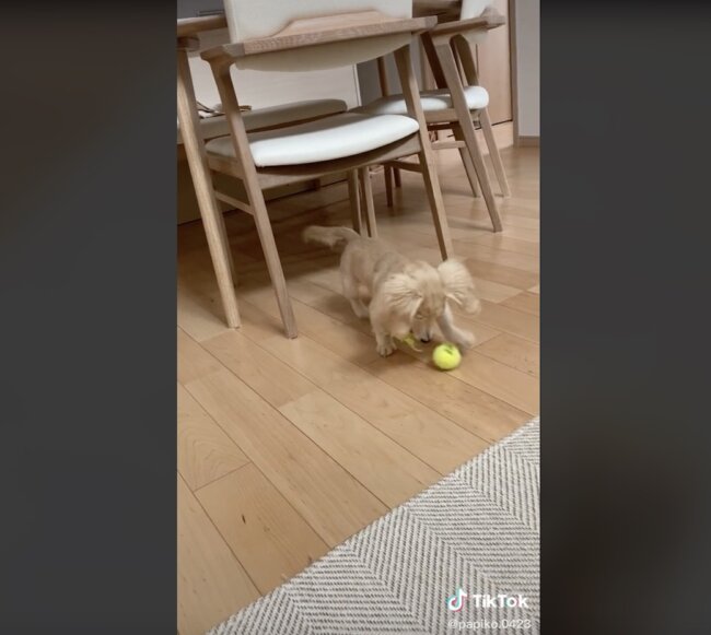 ダックスフンド,動画