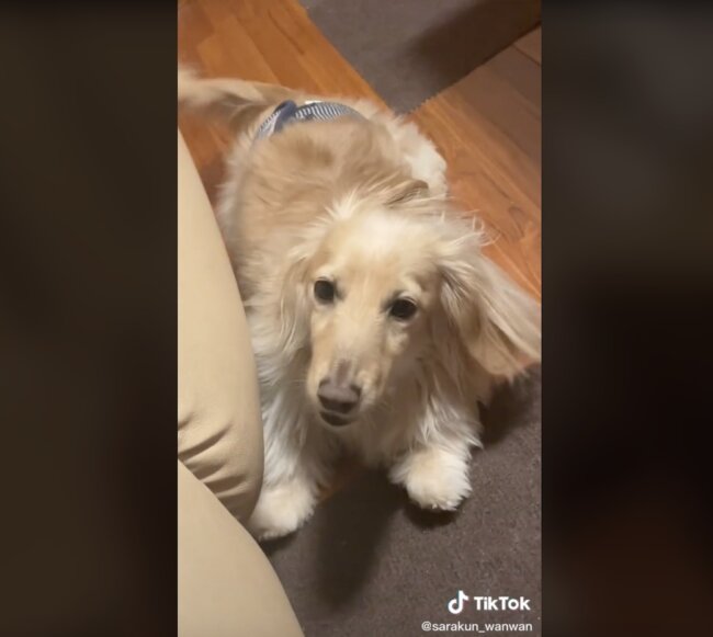 ダックスフンド,動画