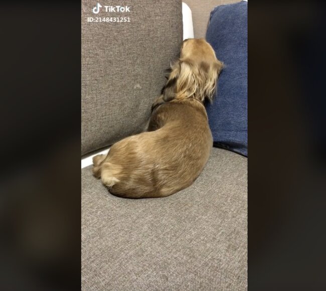 ダックスフンド,動画