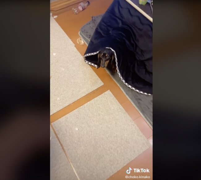 ダックスフンド,動画