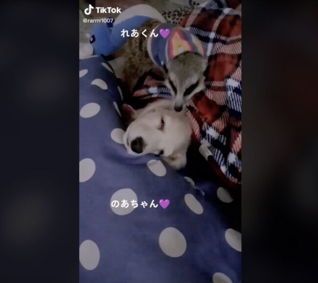 ダックスフンド,動画