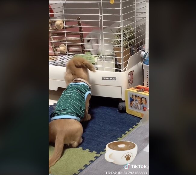 ダックスフンド,動画