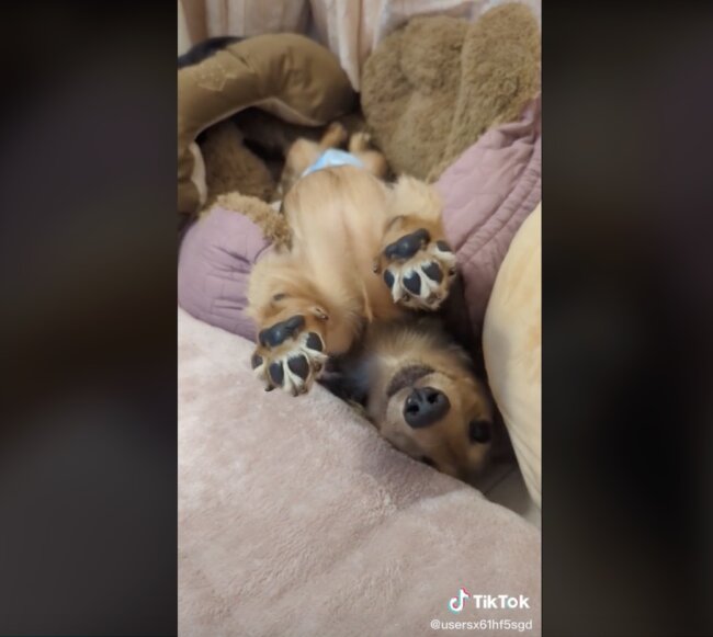 ダックスフンド,動画