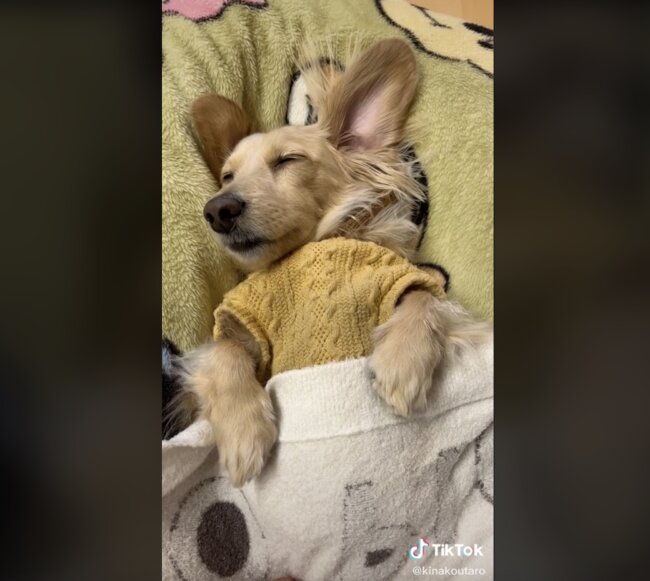 ダックスフンド,動画