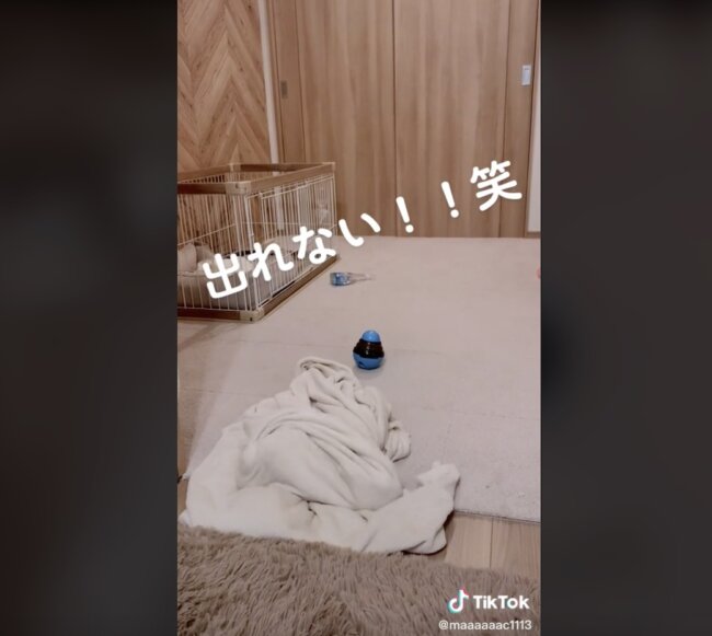 ダックスフンド,動画