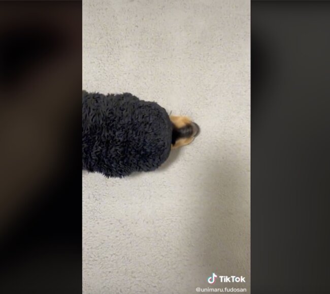 ダックスフンド,動画