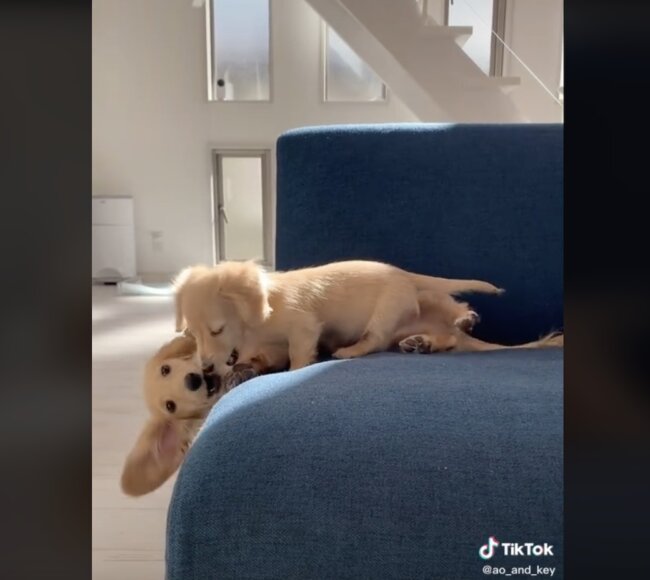 ダックスフンド,動画