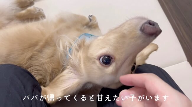 ダックスフンド,動画