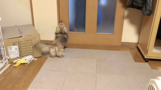 ダックスフンド,動画