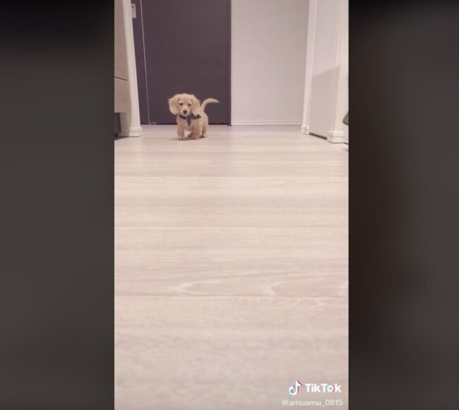 ダックスフンド,動画