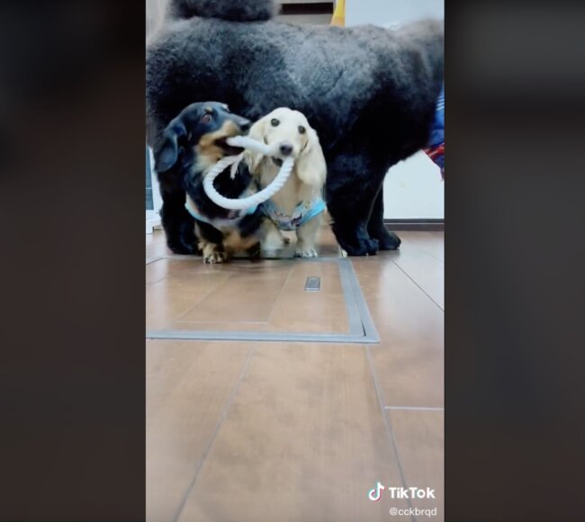 ダックスフンド,動画