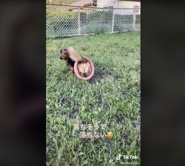 ダックスフンド,動画