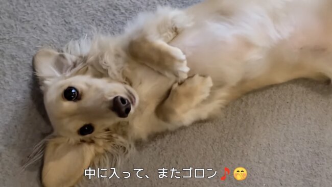 ダックスフンド,動画