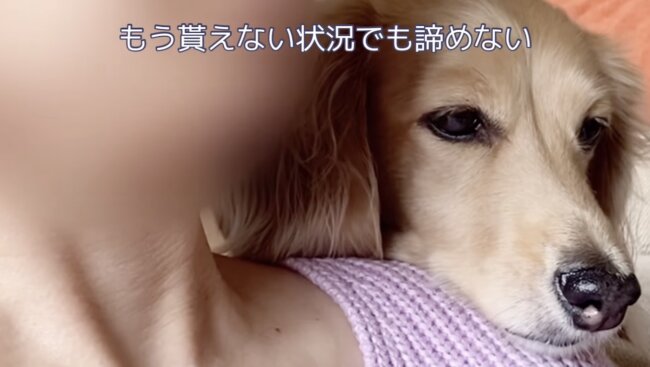 ダックスフンド,動画