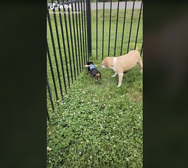 ダックスフンド,動画