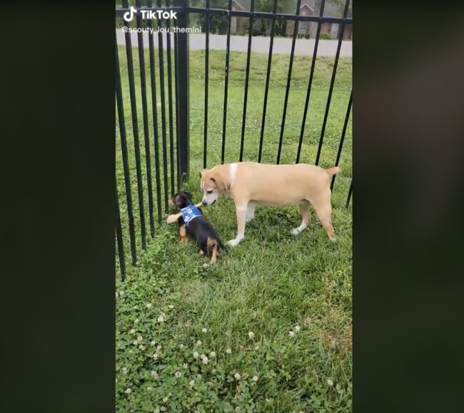 ダックスフンド,動画