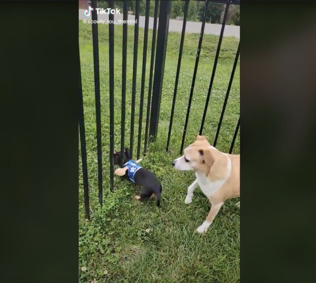 ダックスフンド,動画