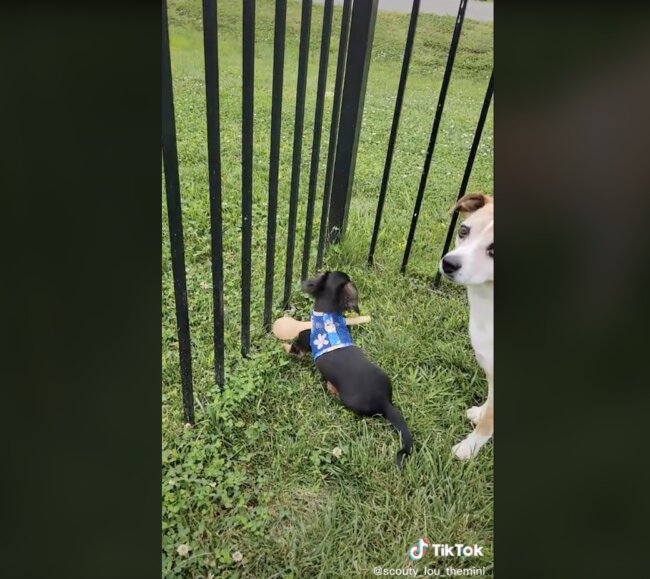 ダックスフンド,動画