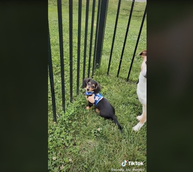 ダックスフンド,動画