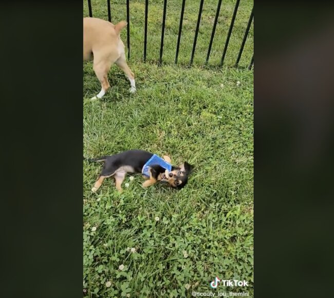 ダックスフンド,動画