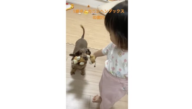 ダックスフンド,動画