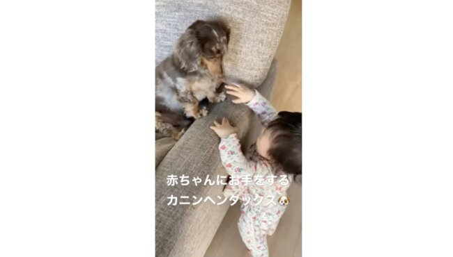 ダックスフンド,動画